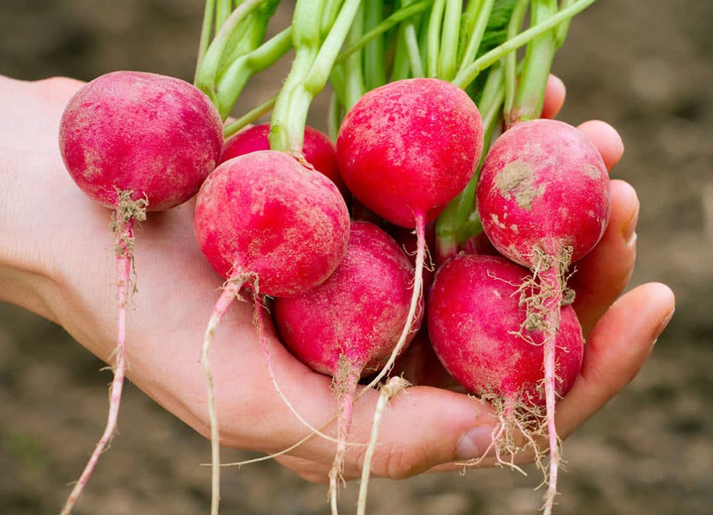 AgriGlowFarm জৈব পণ্য